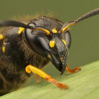 Potter Wasp 5 